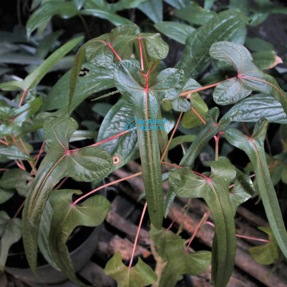 Abelmoschus Manihot L. Cendrawasih