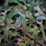 Abelmoschus Manihot L. Cendrawasih