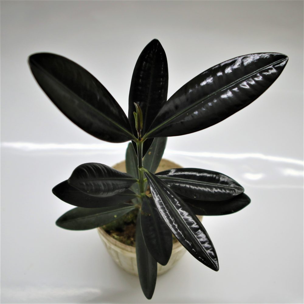 Ficus Elastica Roxb. ex Hornem