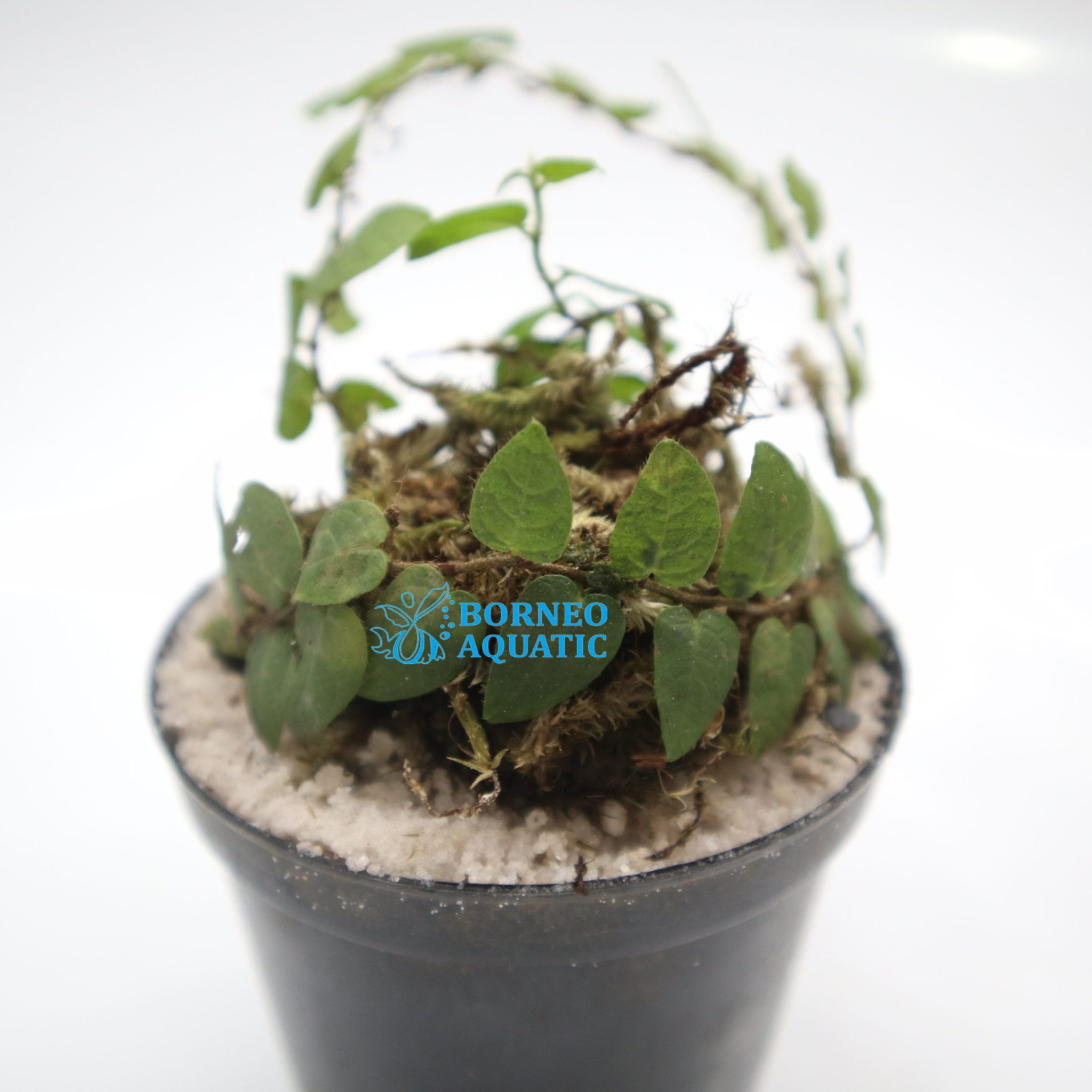 Ficus sp Borneo - Borneo Aquatic