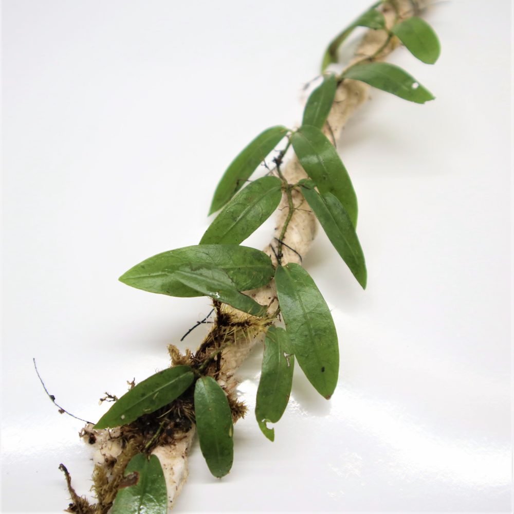 Ficus sp Panama