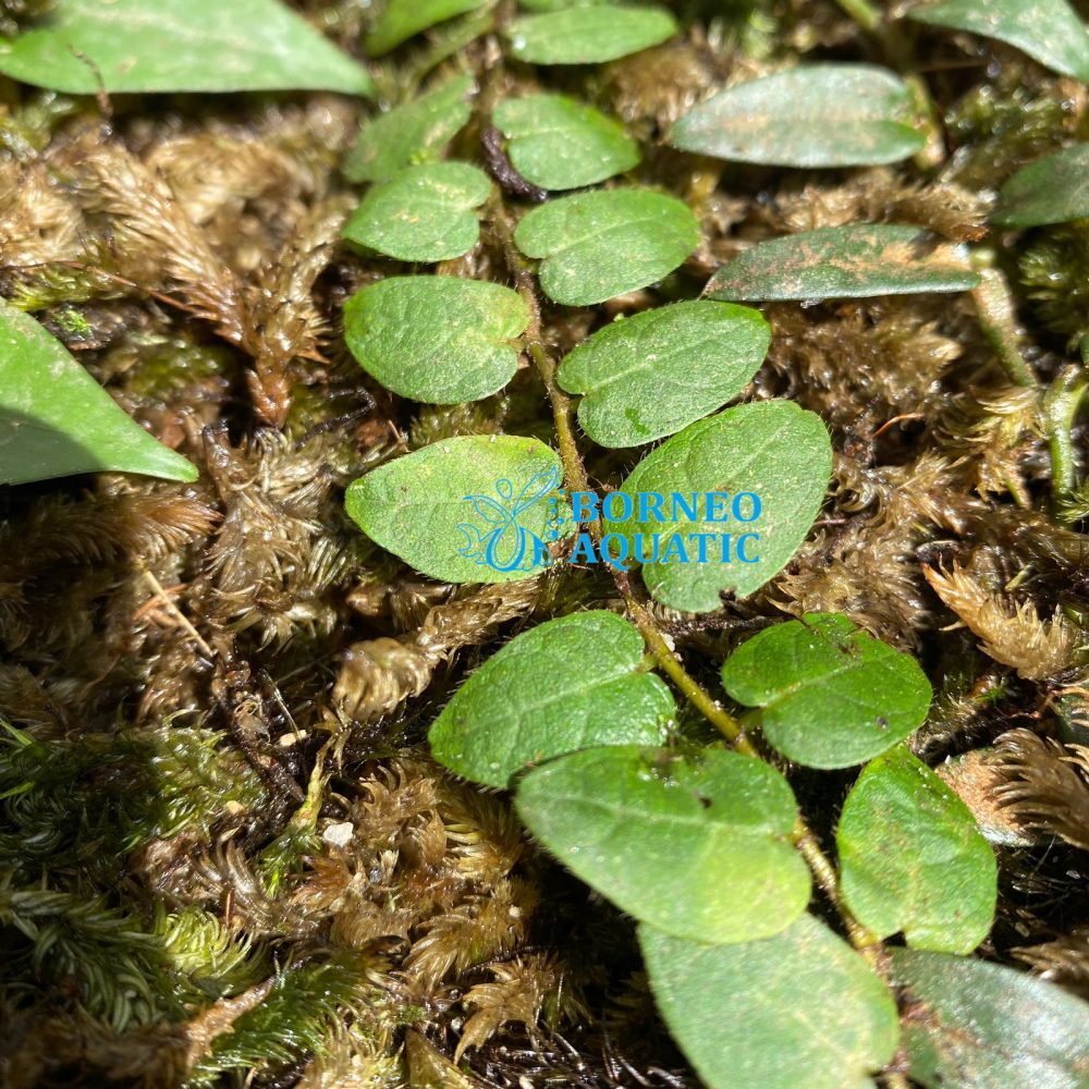 Ficus sp Borneo