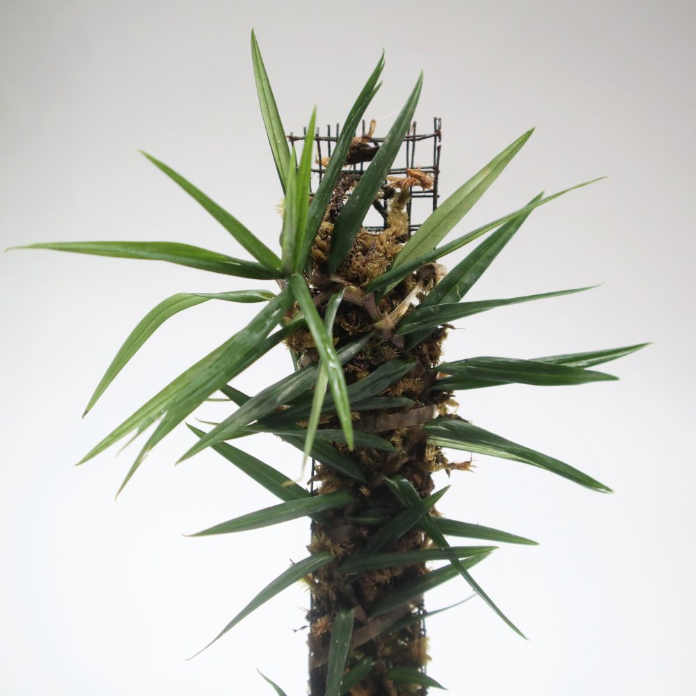 Freycinetia Rigidifolia Borneo