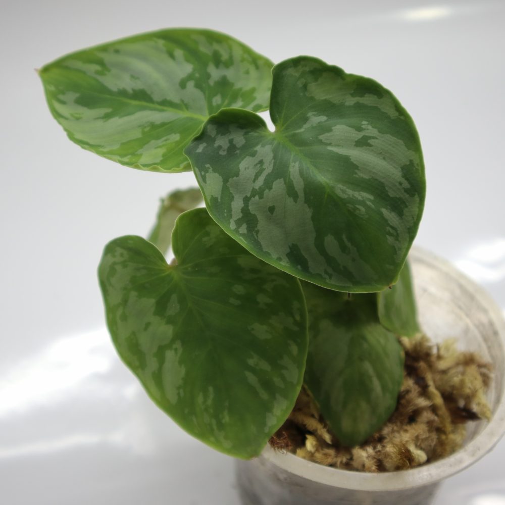 Homalomena Apobalis