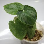 Homalomena Apobalis
