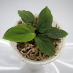 Homalomena Green