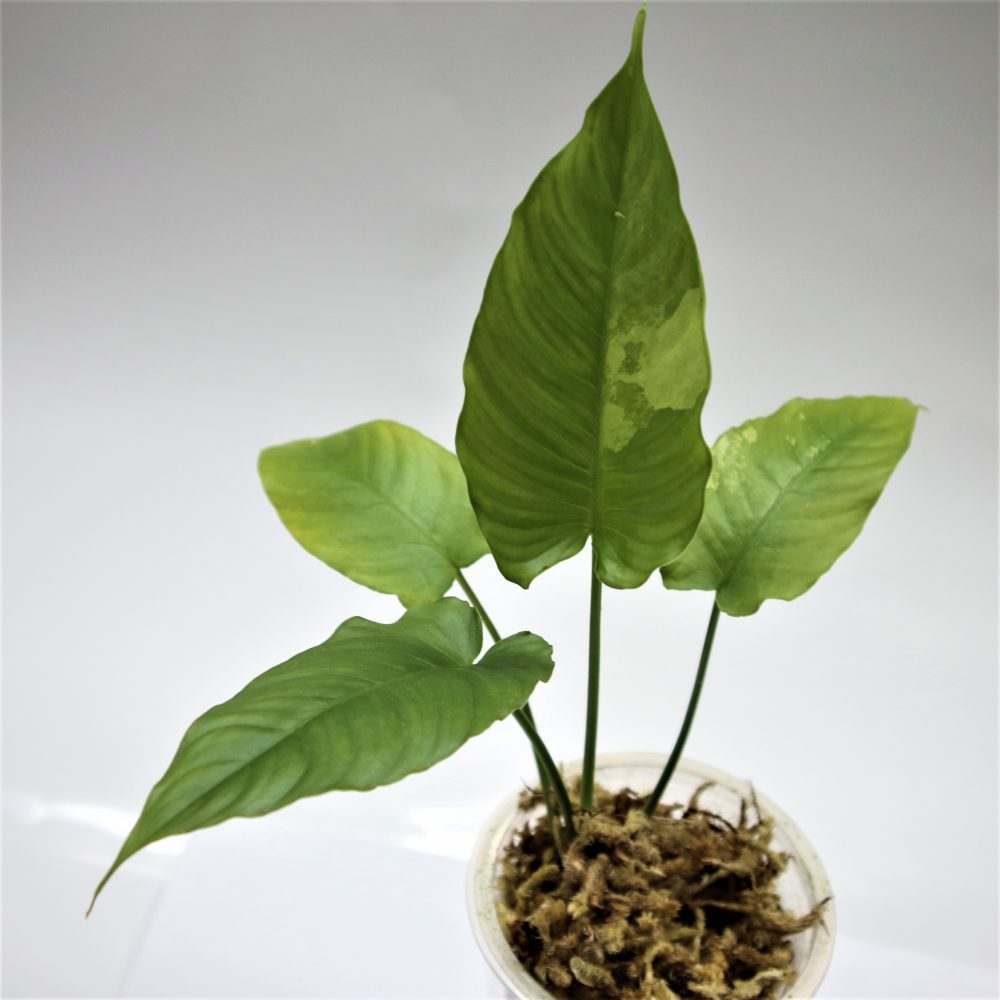 Schismatoglottis Saafiei Kartini Varigated