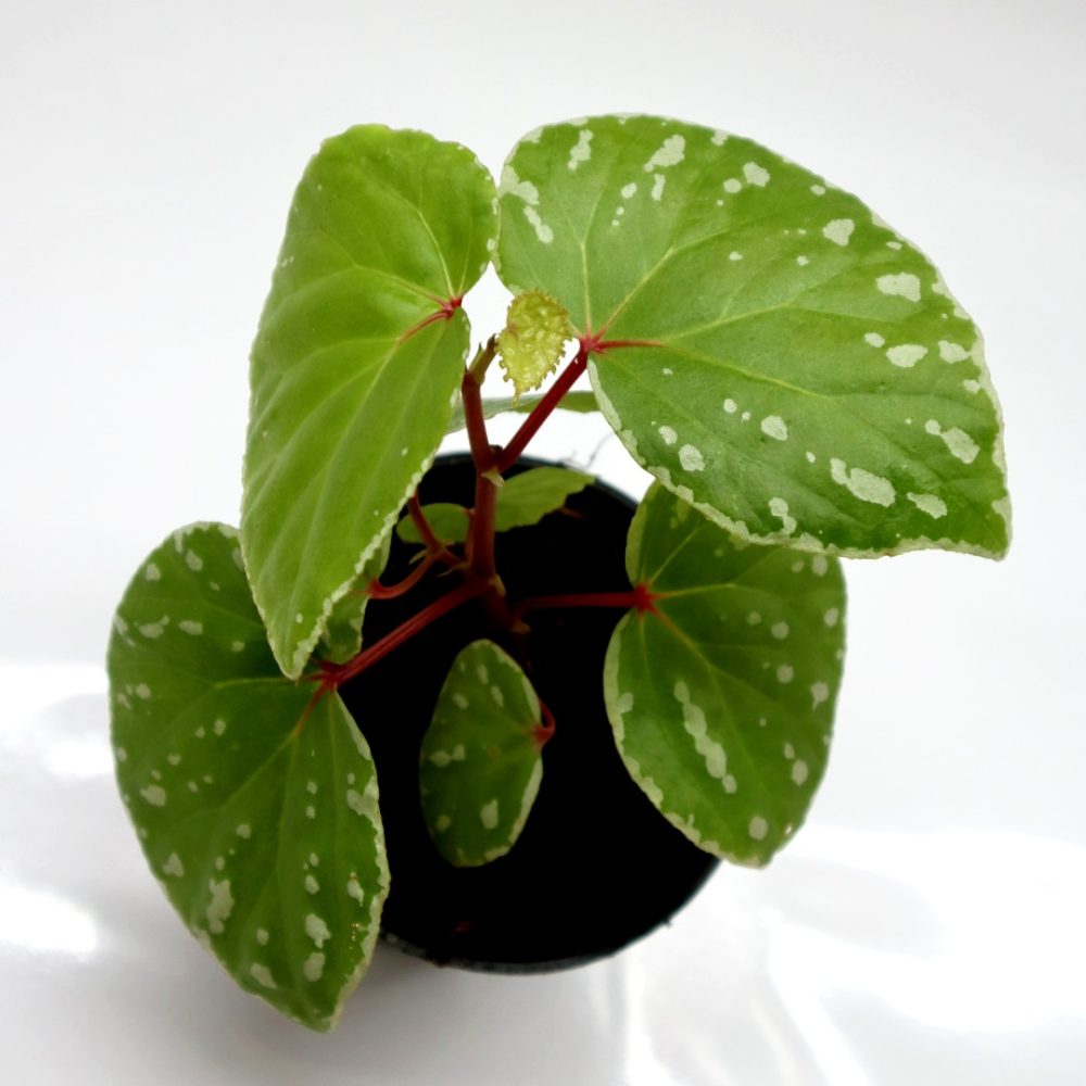 Begonia Acidulenta