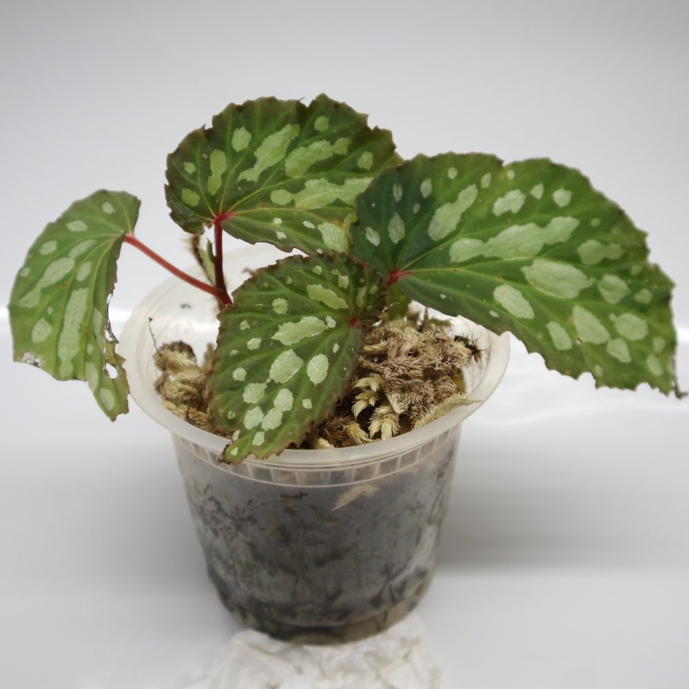 Begonia sp. Mantuk