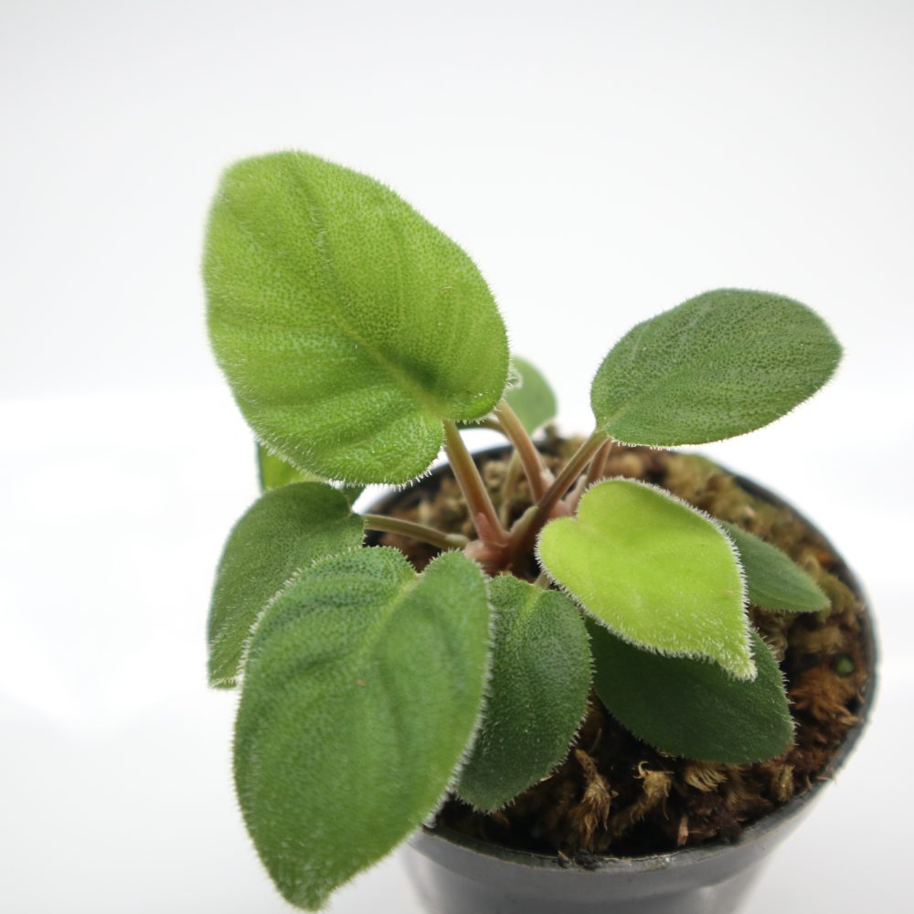 Homalomena sp. Hairy