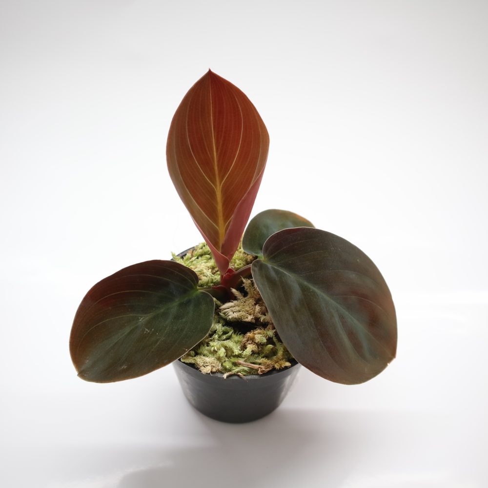 Homalomena Humilis Red