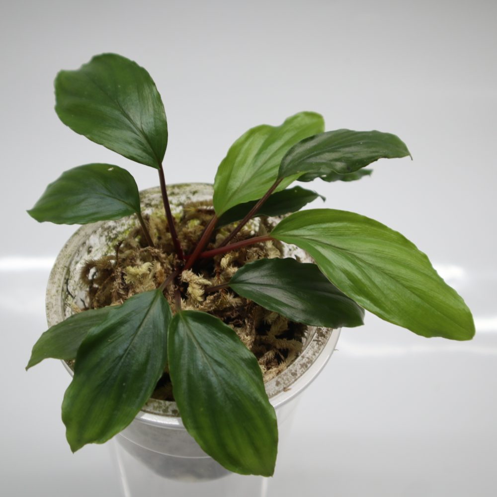 Homalomena sp. Kapuas Hulu