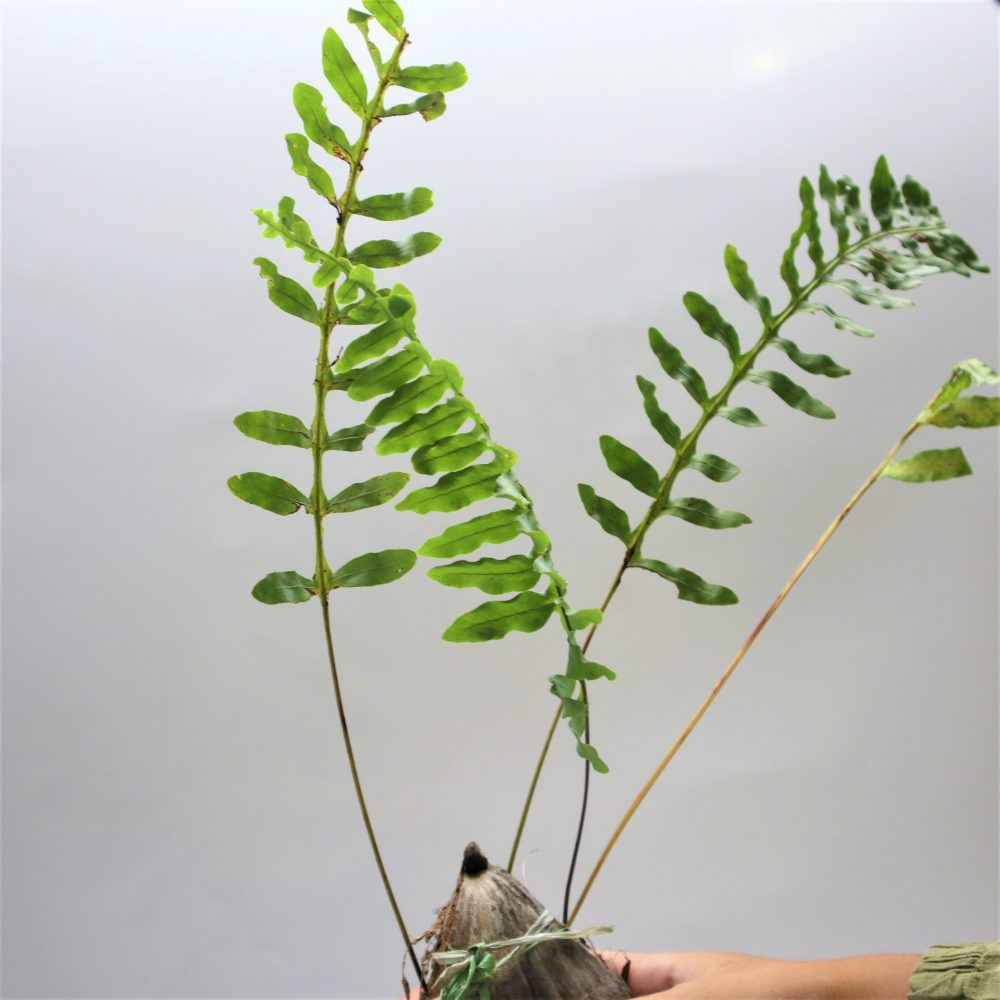 Lecanopteris Deparioides