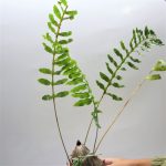 Lecanopteris Deparioides