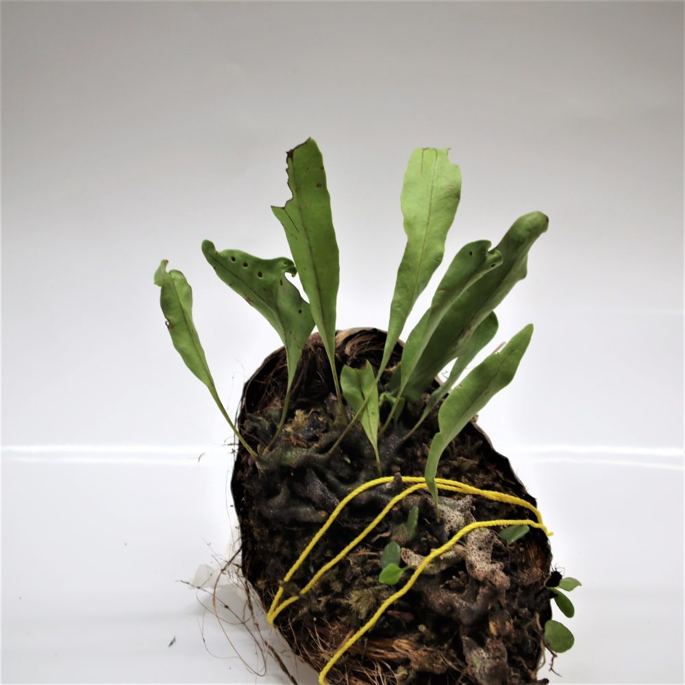 Lecanopteris Sinuosa