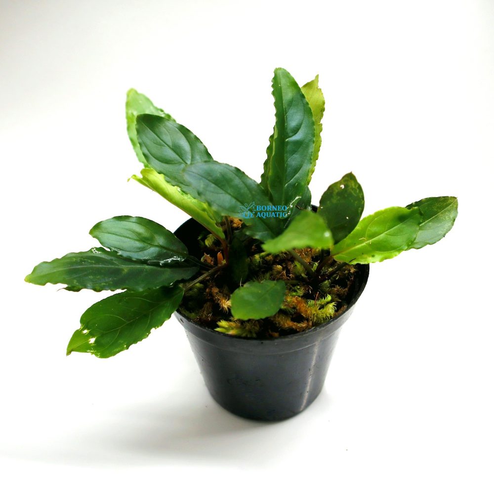 Homalomena Euclase