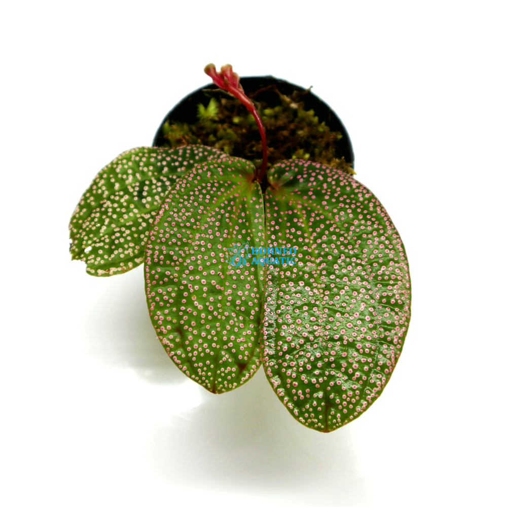 Sonerila sp Pink Anyelir