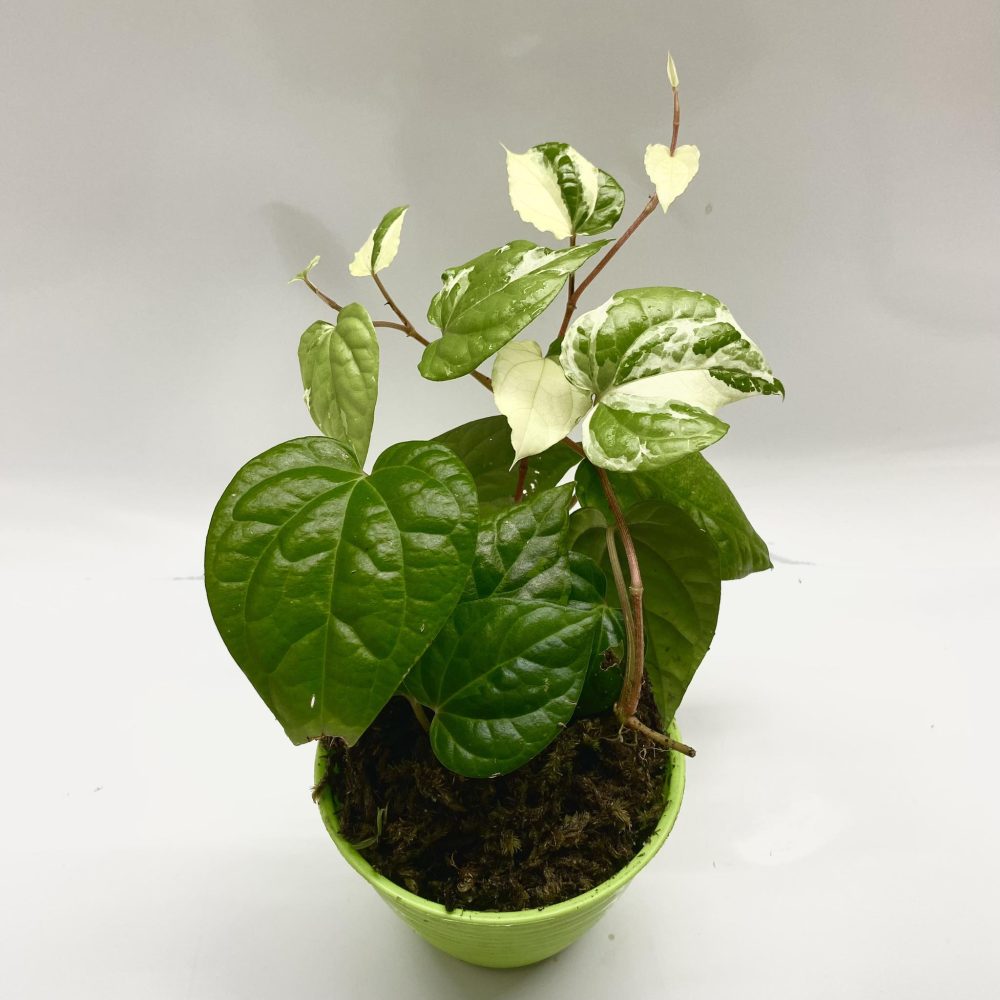 Piper Nigrum Albo Variegated