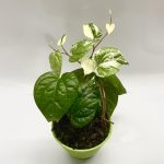 Piper Nigrum Albo Variegated