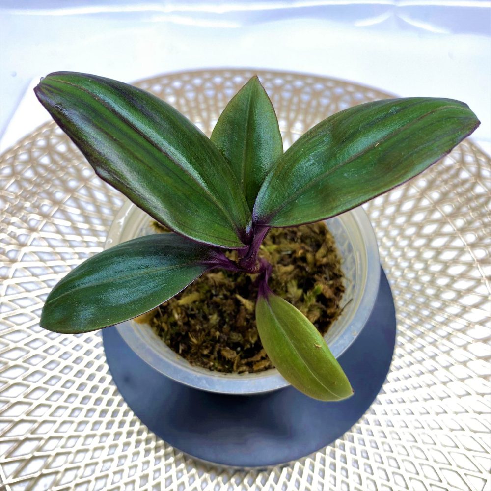 Labisia sp. Purple (commelinaceae)