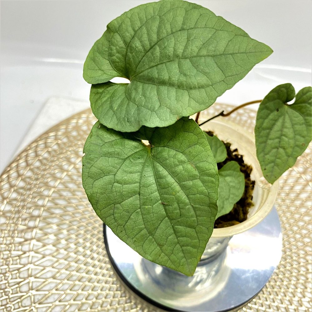 Piper Silver sp Papua