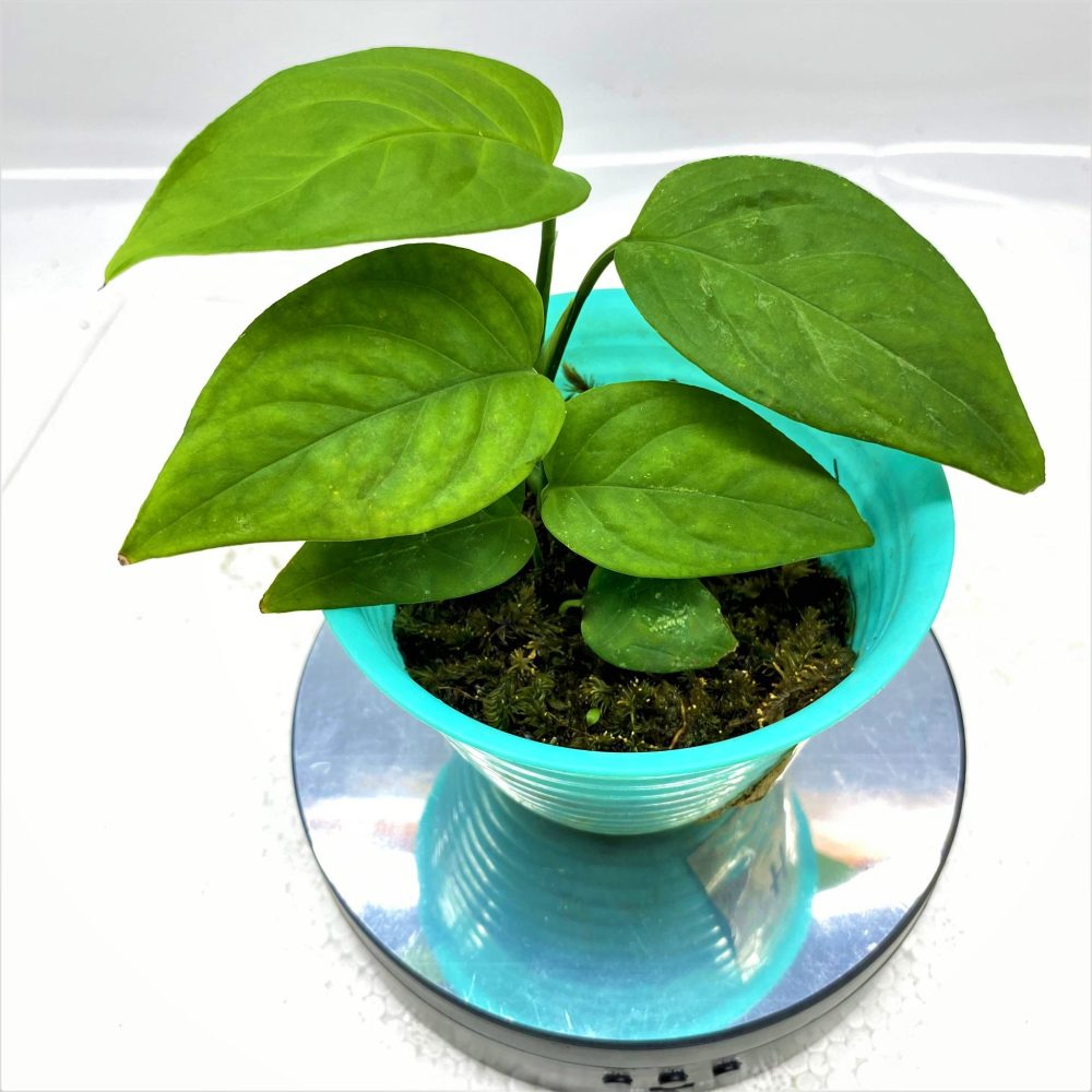 Anadendrum Montanum
