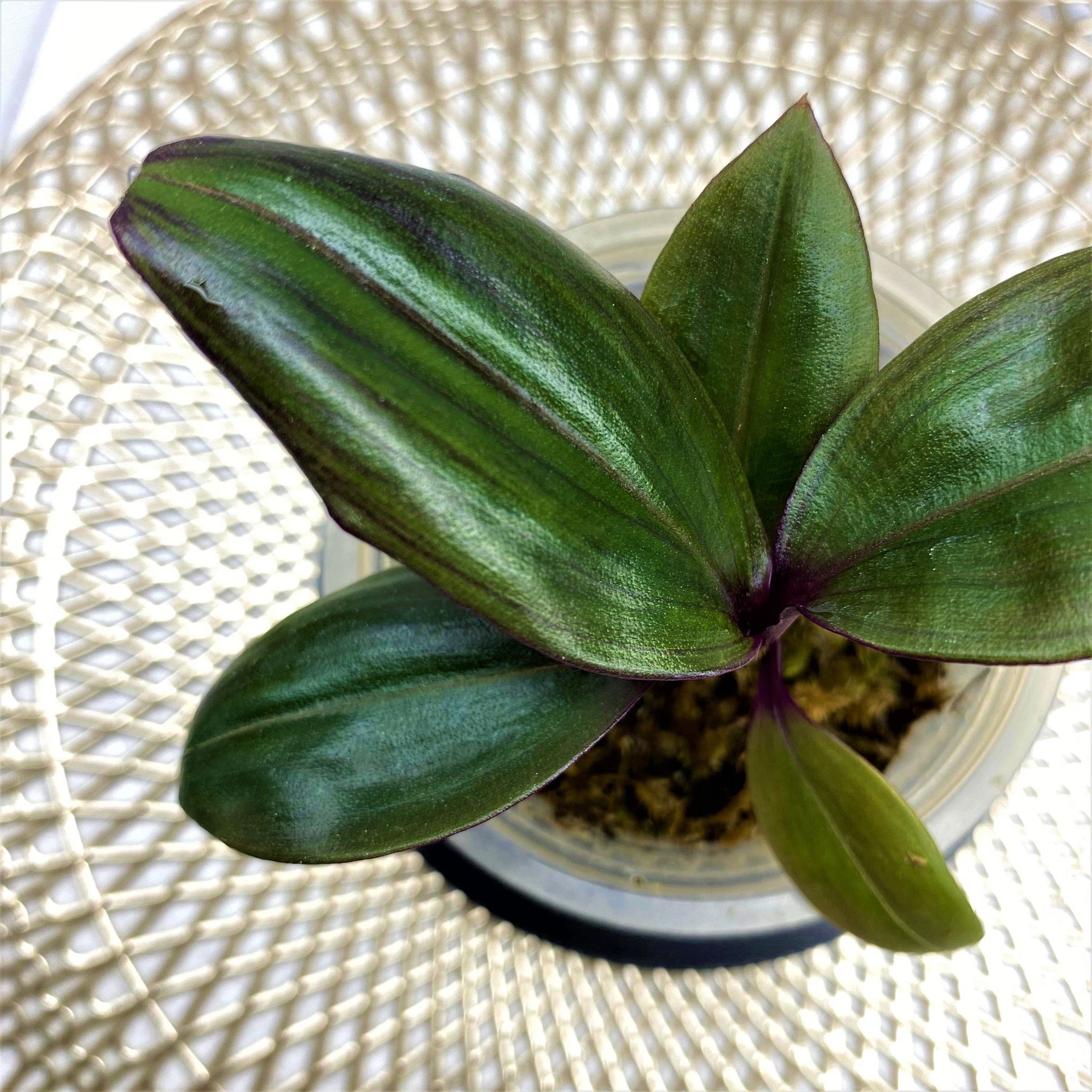Labisia sp. Purple (commelinaceae) - Image 2