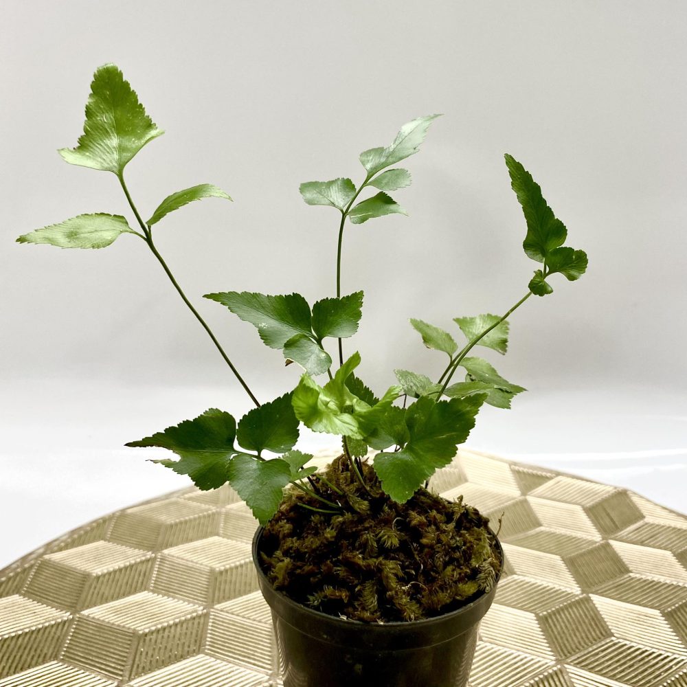 Pteris sp