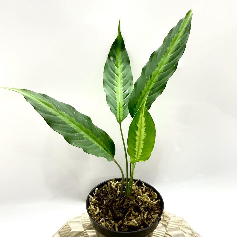 Schismatoglottis Yellow Line