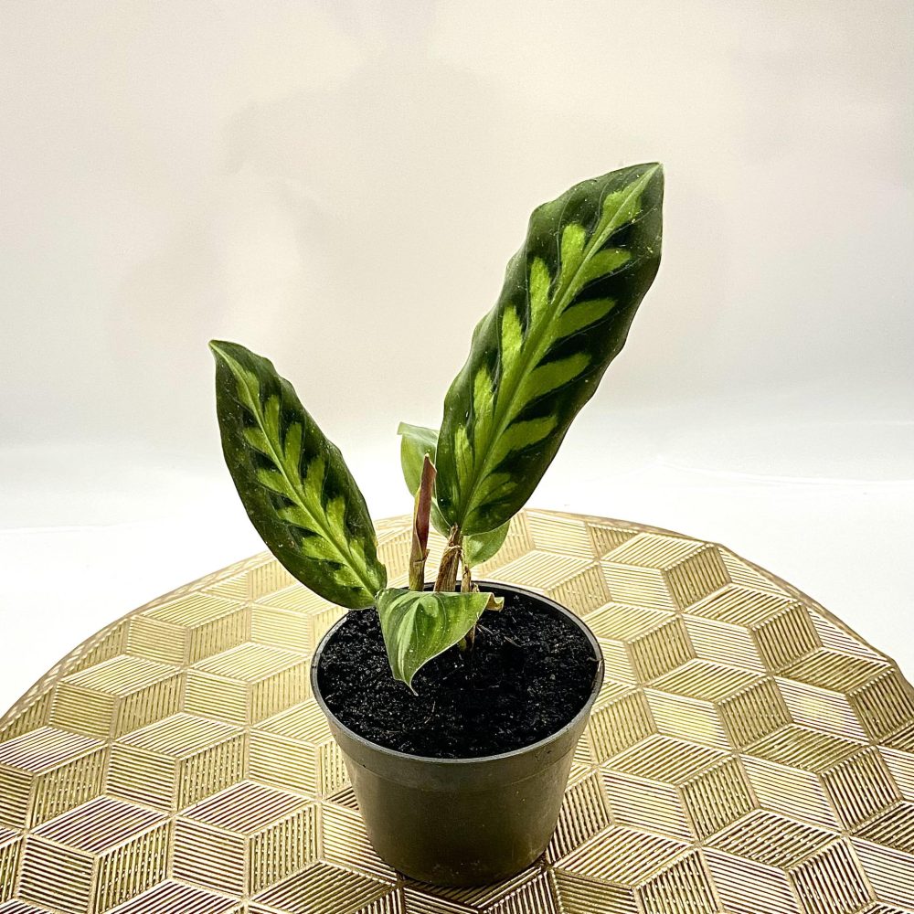 Boesenbergia Decus-Silvae