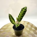 Boesenbergia Decus-Silvae