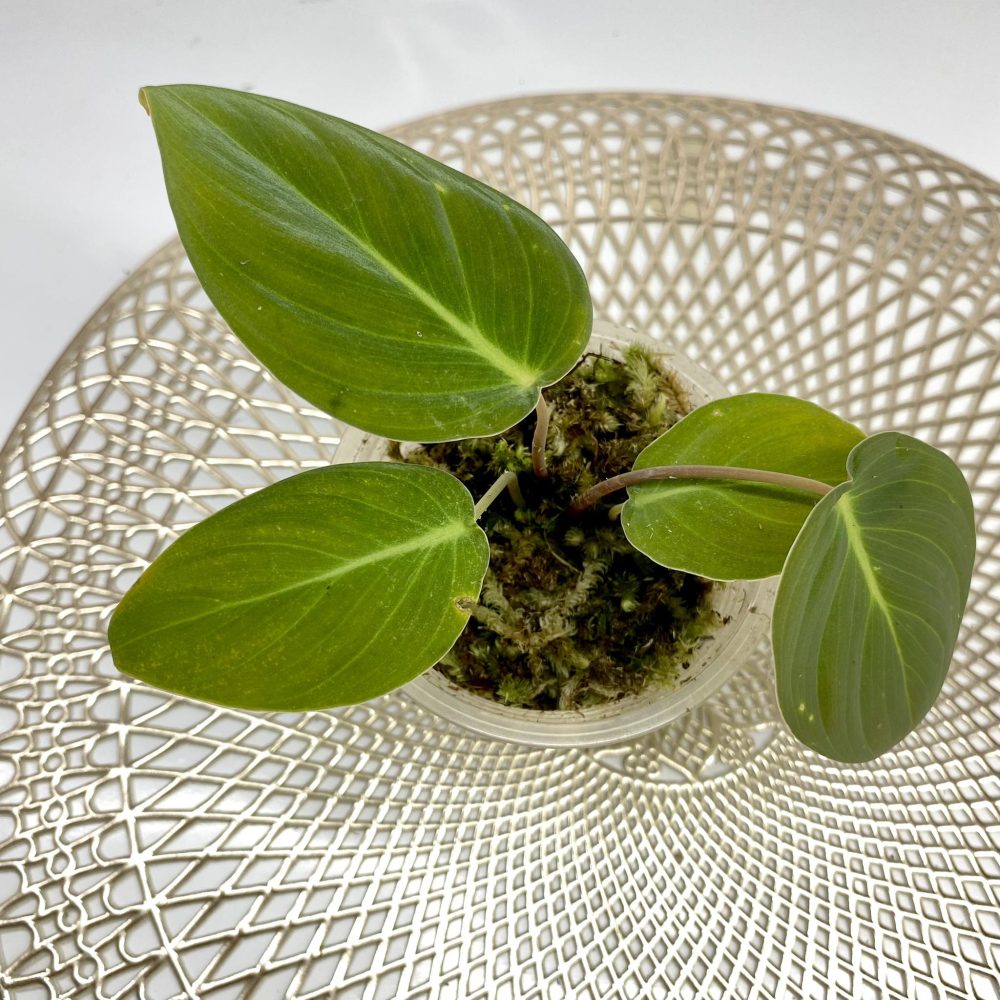 Homalomena sp Sumatra