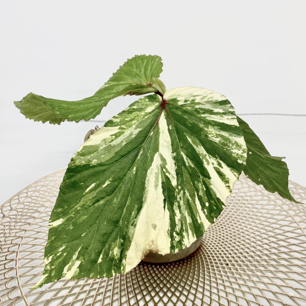 Begonia sp Variegated West Borneo