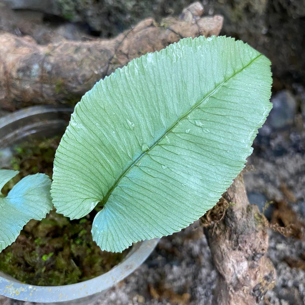 Diplazium sp Sumatra