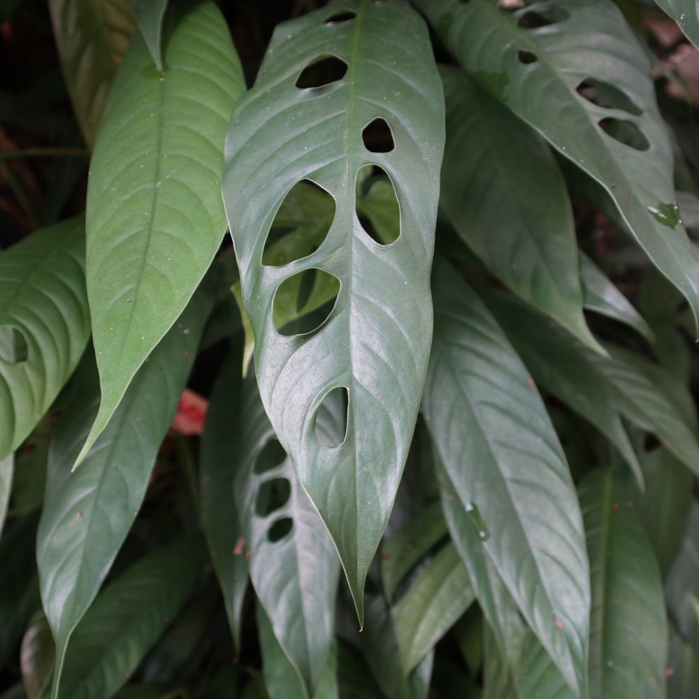 Rhaphidophora Megasperma