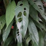 Rhaphidophora Megasperma