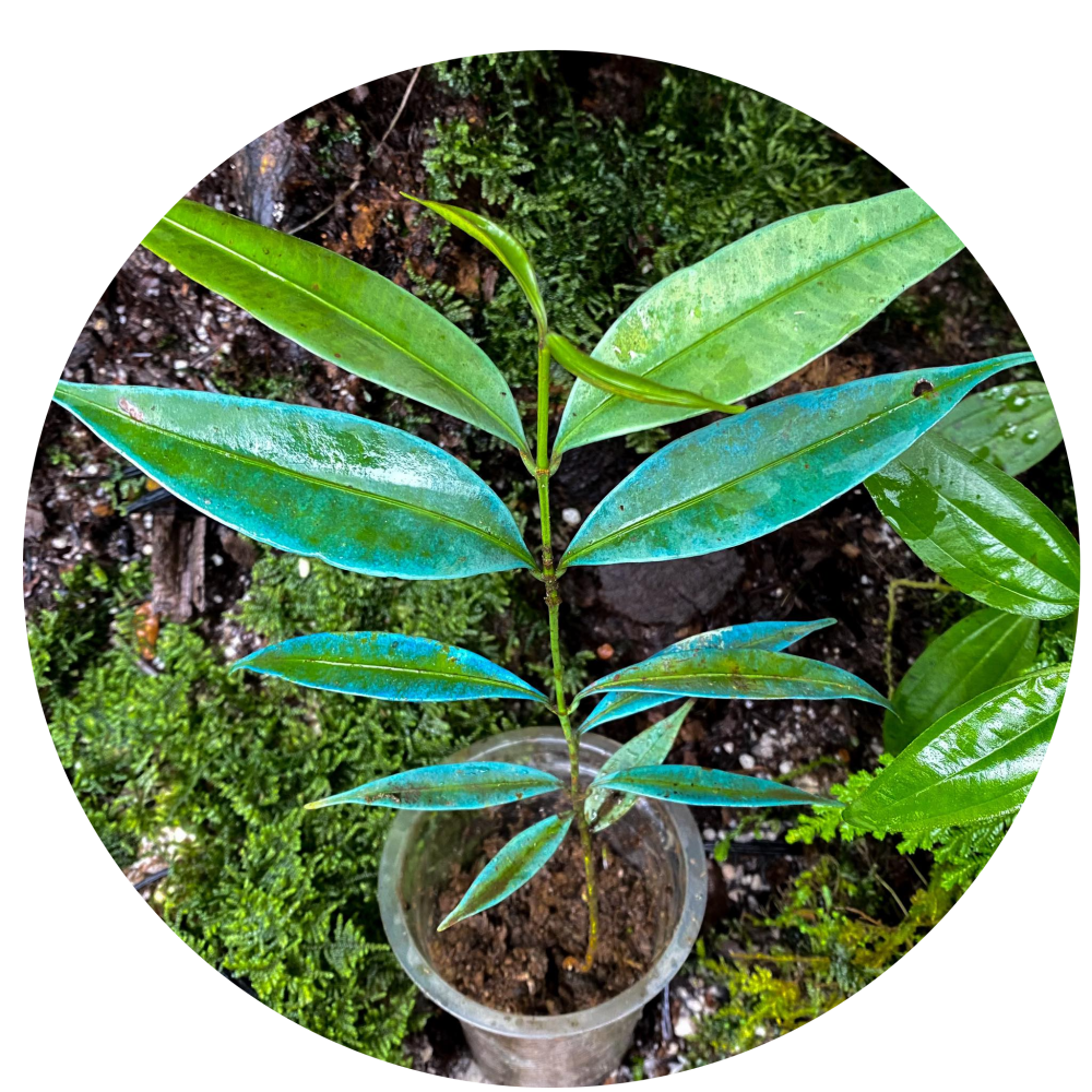 Ardisia