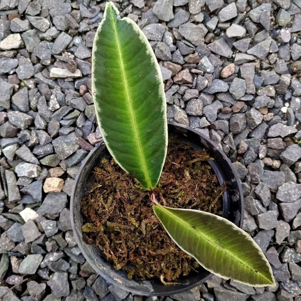 Labisia sp. White Line