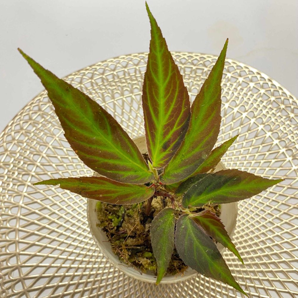 Begonia sp. Green Line