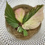 Begonia sp Variegated Pink