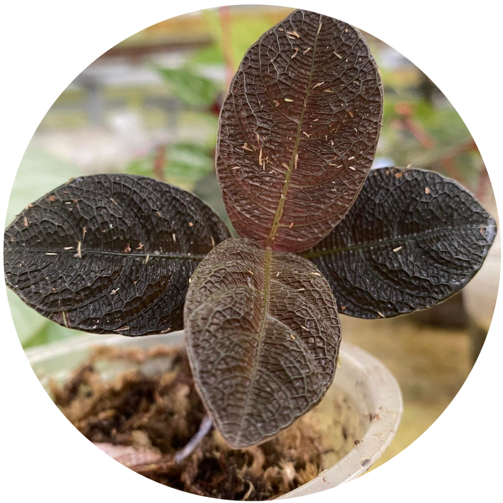 Acanthaceae