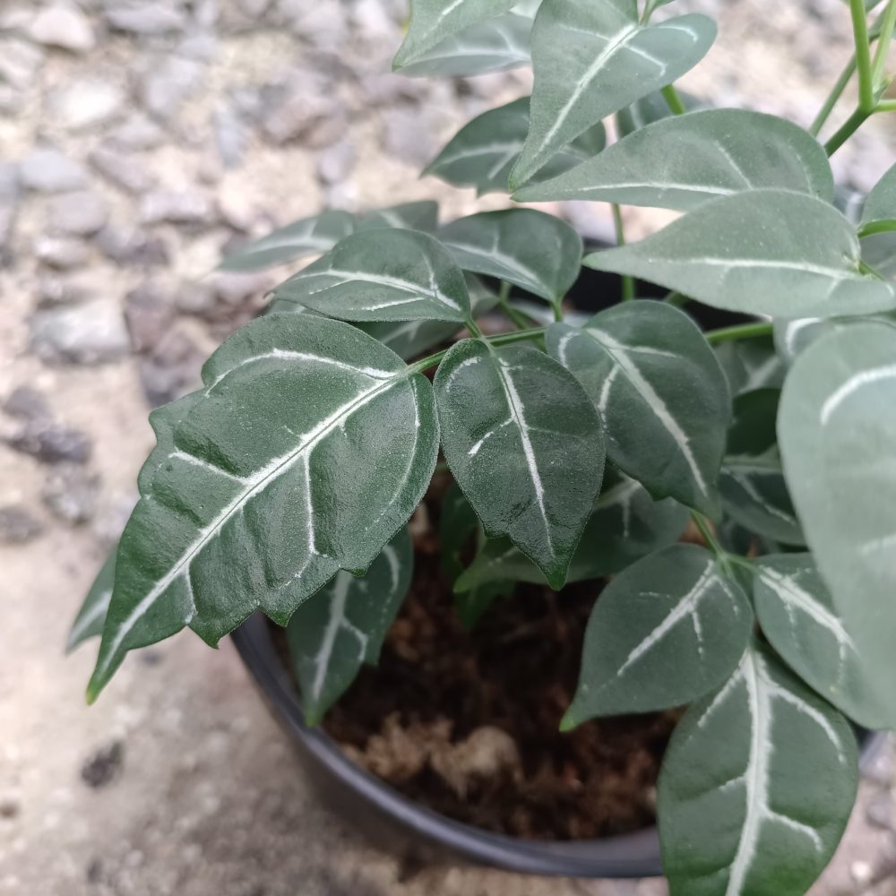 Leea sp Green