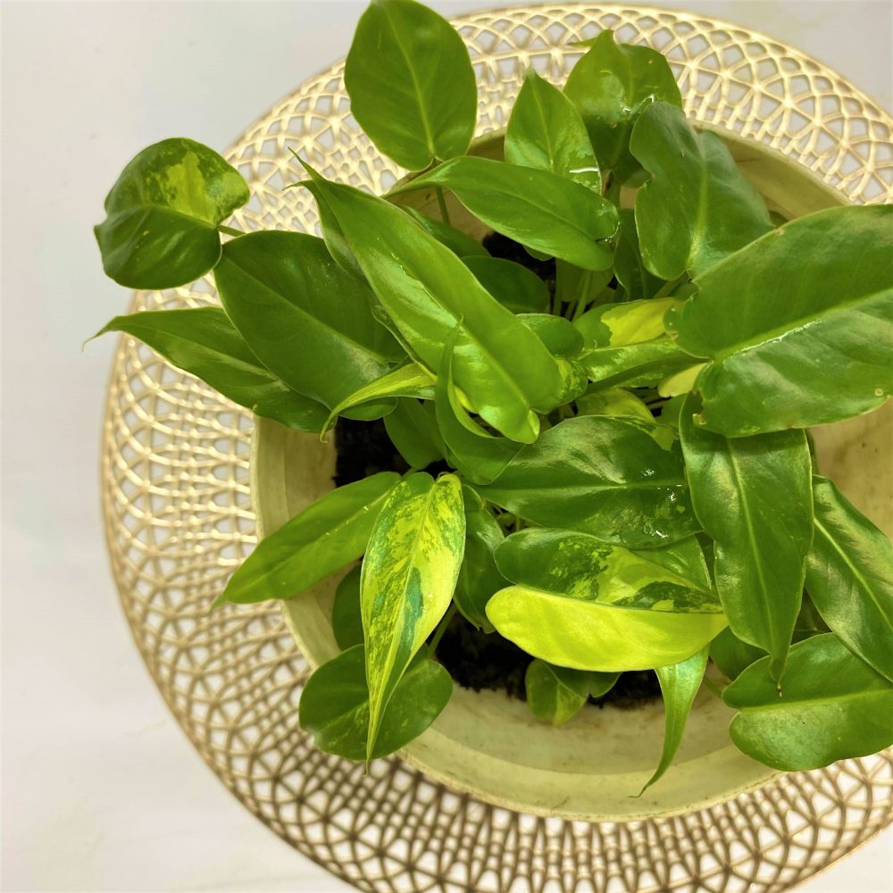 Philodendron sp. Burle Mark Variegated