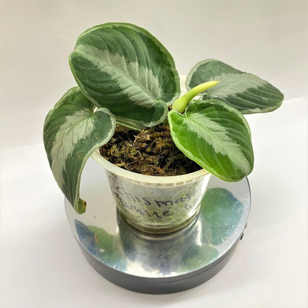 Schismatoglottis Chevra. White Line