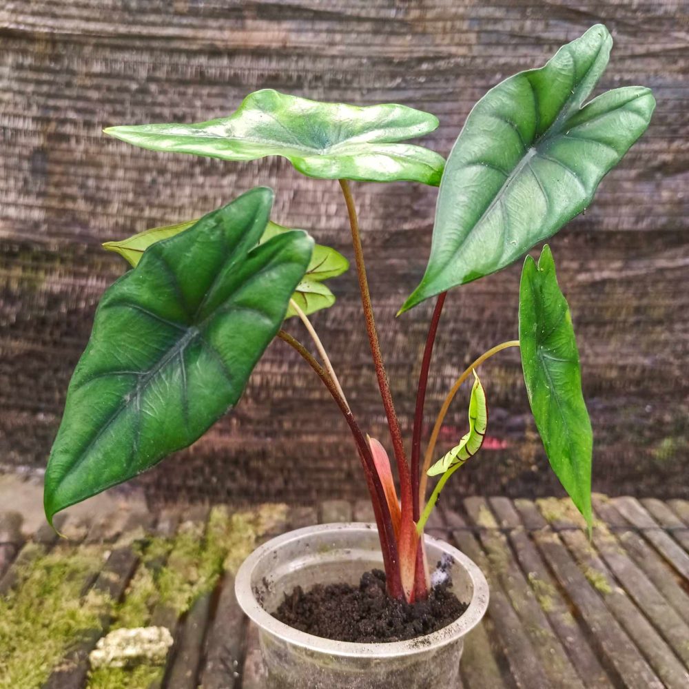 Alocasia Princeps