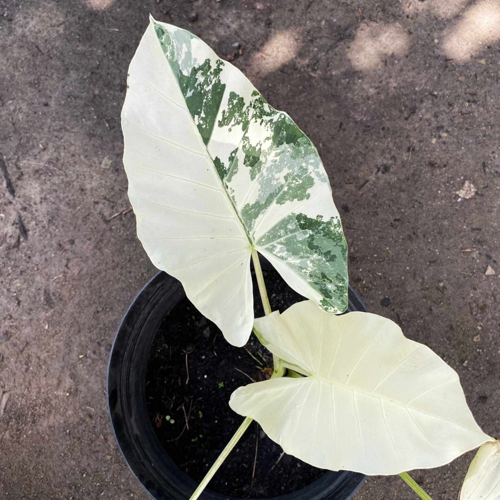 Alocasia Sente Varigated