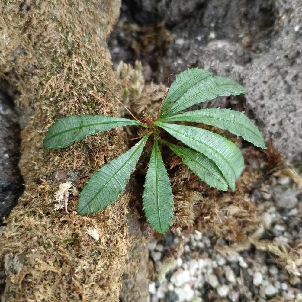 Sauvagesia Serrata Korth Silver