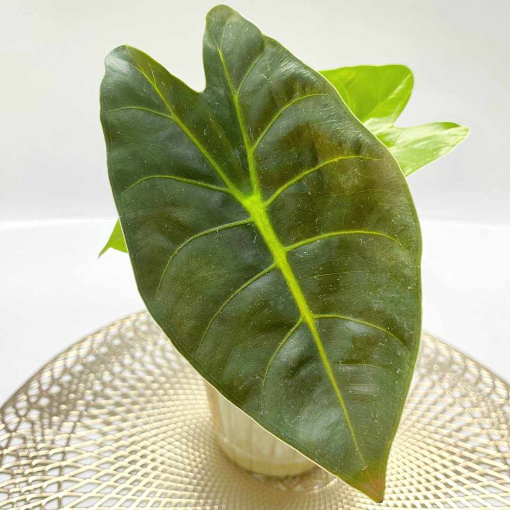 Alocasia Golden Bone