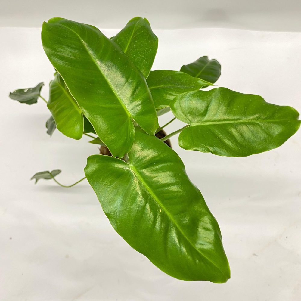 Philodendron sp. Burle Mark