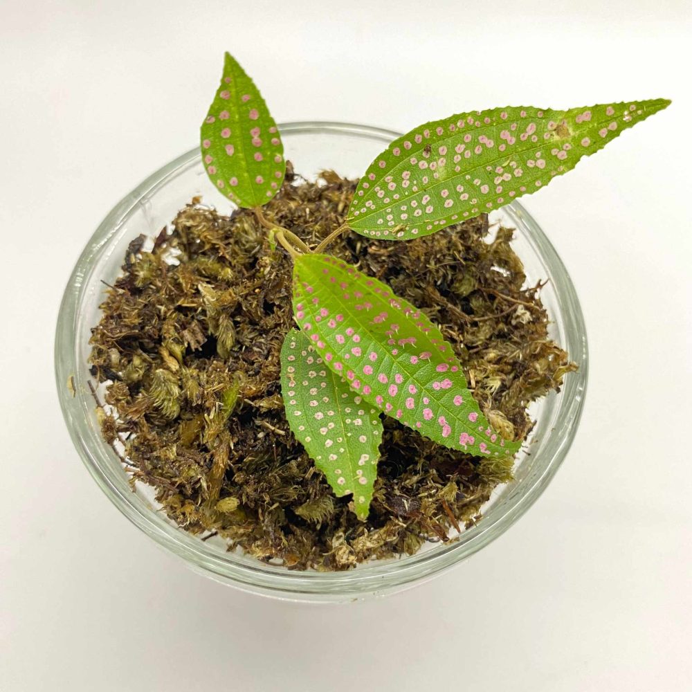 Blastus Cochinchinensis